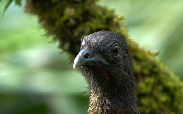 Chachalaca ( Ortalis Vetula ) : Ara Ambigua Lodge