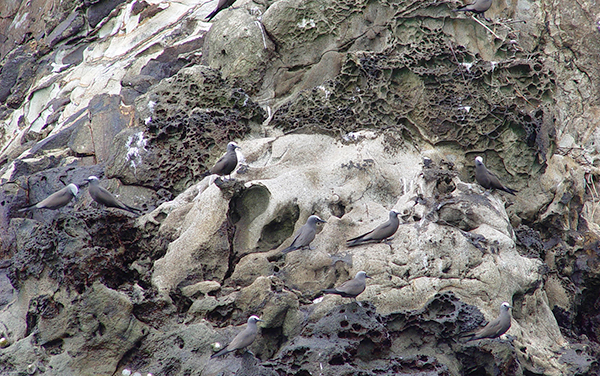 Aves Marinas : Parque Nacional Isla del Coco