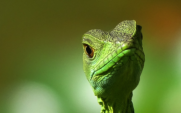 Basilisco Verde ( Basiliscus plumifrons ) : Ara Ambigua Lodge