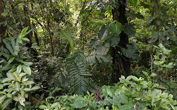 Bosque Lluvioso Hotel Selvaverde Chilamate  Sarapiquí