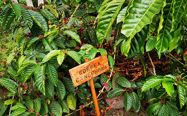 coffea canephora tour biolley