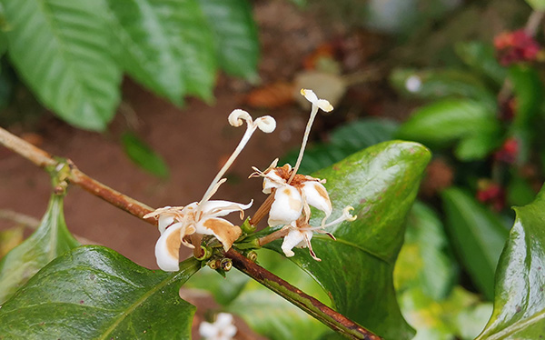 coffea diversa flordelcafe biolley