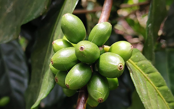 coffea diversa hospedaje biolley 00