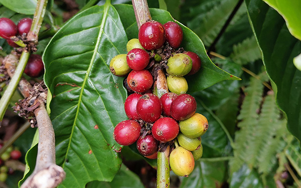 coffea diversa tour biolley 02