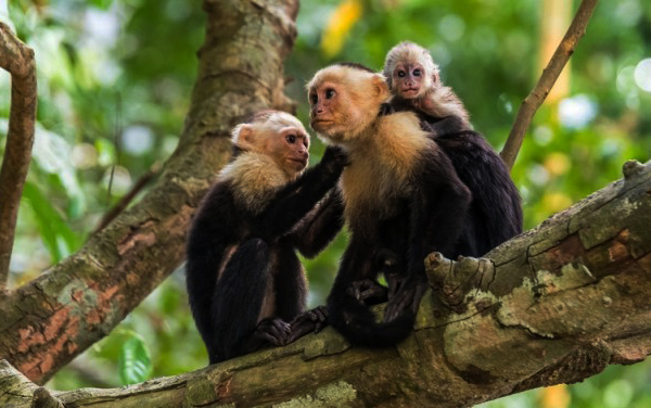 Familia de Cariblancas : Manuel Antonio