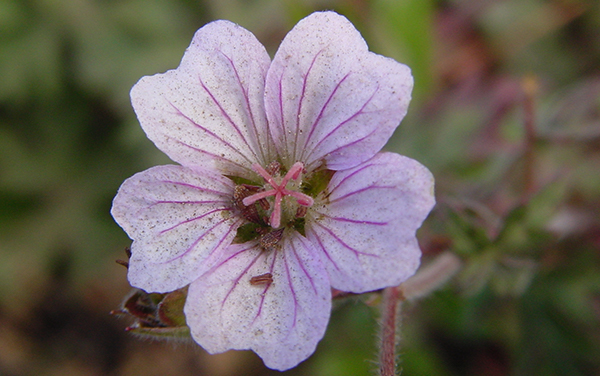 Flor Silvestre Lila : Parque Nacional Chirripo