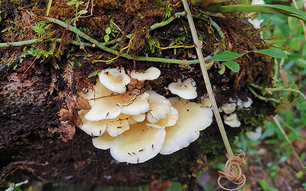 Hongos en Sendero - Parque Nacional Juan Castro Blanco