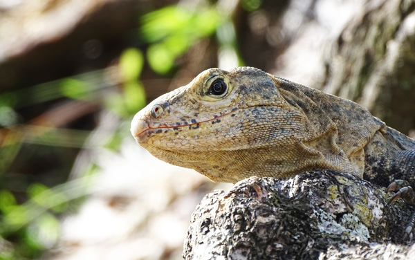 Iguana : Parque Nacional Manuel Antonio