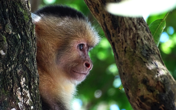 Mono Cariblanca : Parque Nacional Manuel Antonio