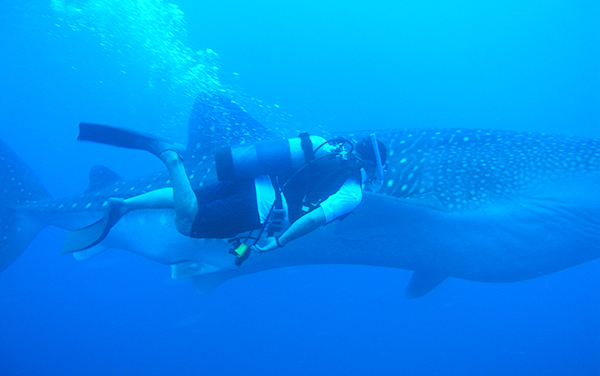 Paseando con Tiburones : Parque Nacional Isla del Coco