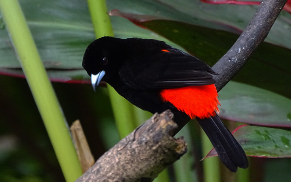 Sargento ( Passerinis-Tanager ) : Ara Ambigua Lodge