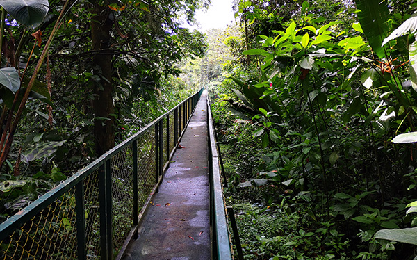 Puente Colgante Hotel Selvaverde Chilamate  Sarapiquí