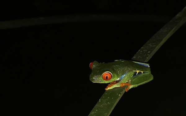 Rana Arborea Ojos Rojos (Agalychnis callidryas) : Ara Ambigua Lodge