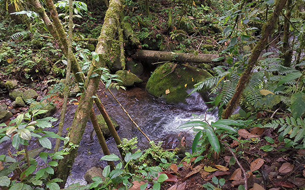 Riachuelo y Sendero - Parque Nacional Juan Castro Blanco