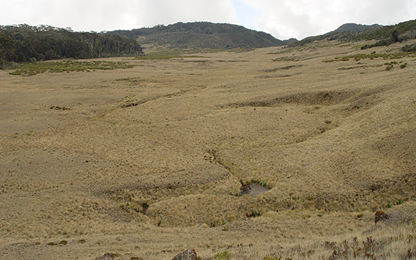 Sabana los Leones : Parque Nacional Chirripo