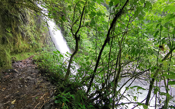 Sendero bajo Catarata la Paz, Cinchona, Alajuela, Costa Rica