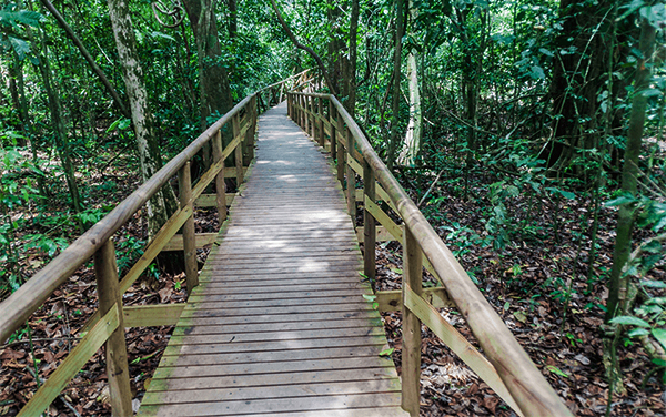 Pasos Elevados : Parque Nacional Manuel Antonio