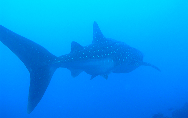 Tiburon Ballena : Parque Nacional Isla del Coco