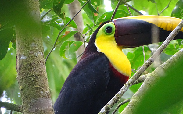 toucan bosque gigantes del bosque pittier