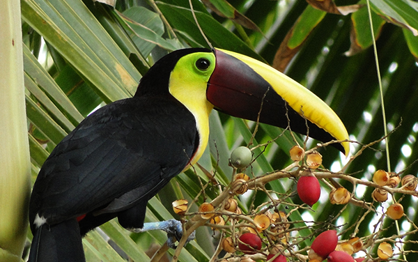 Tucan Pecho Amarillo : Garabito